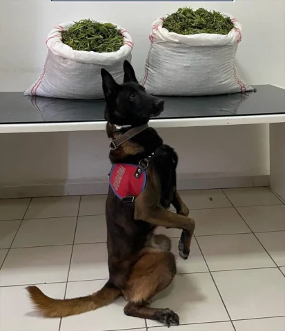 Erzurum'da Dev Uyuşturucu Operasyonu Şaşırttı: 32 Kilogram E...