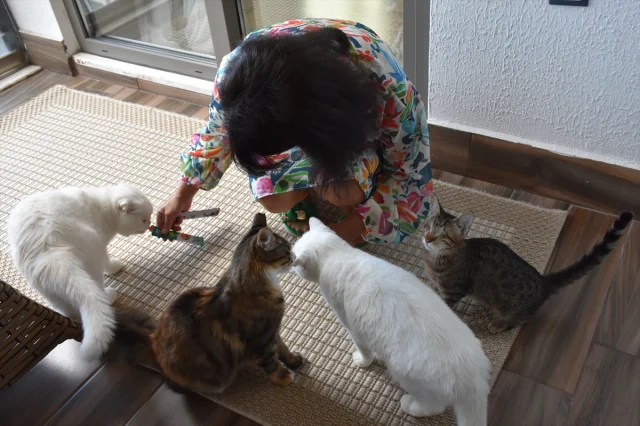 Trabzonlu Hayvanseverin Engelli Kedilere Şefkati