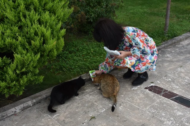Trabzonlu Hayvanseverin Engelli Kedilere Şefkati