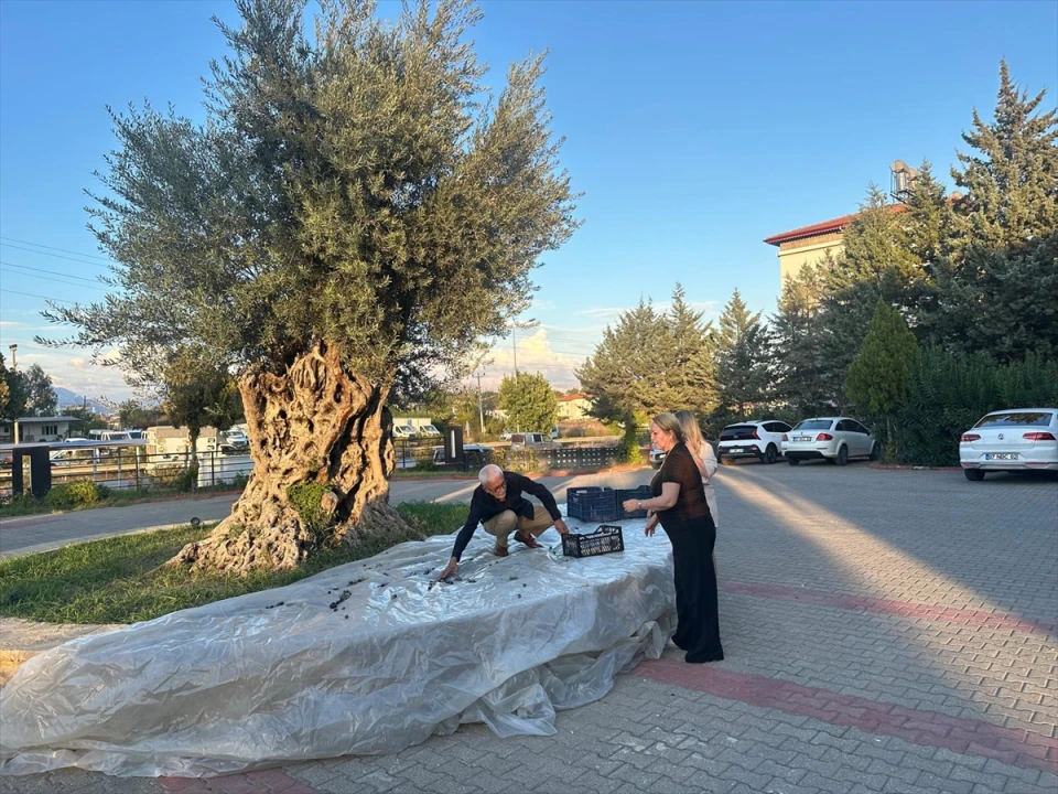 Manavgat'ta 2200 Yıllık Zeytin Ağacı Hayran Bıraktı