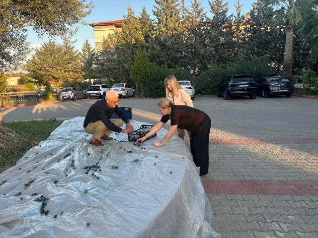 Manavgat'ta 2200 Yıllık Zeytin Ağacı Hayran Bıraktı