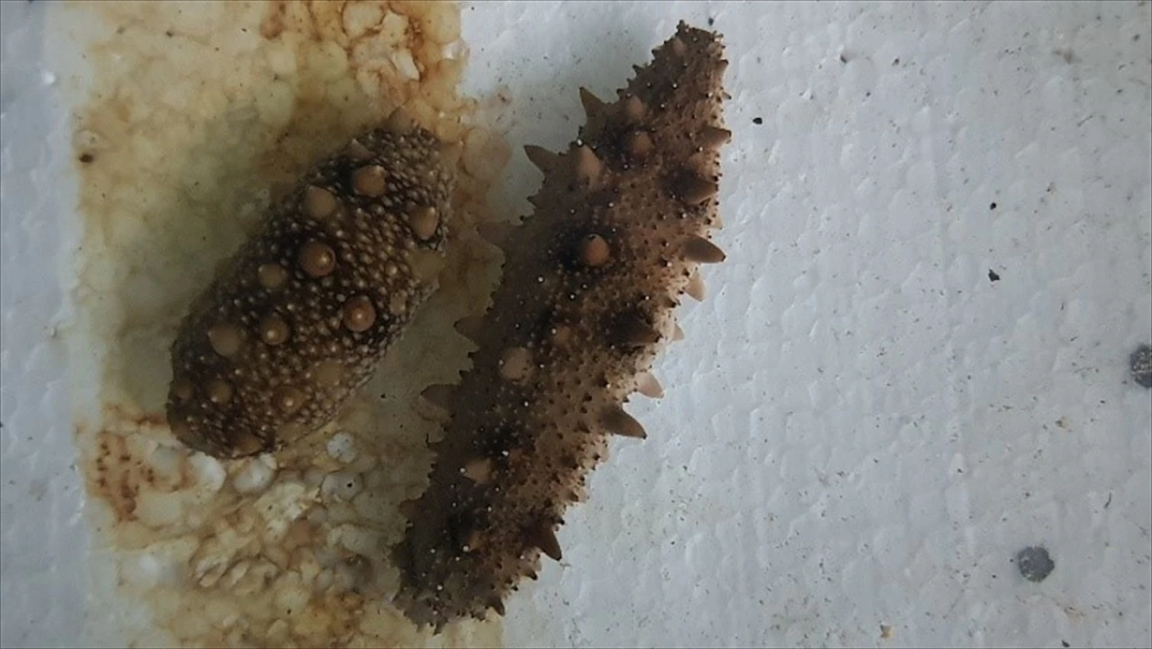 Türk Denizlerinde Japon Denizhıyarı Operasyonu Başlıyor