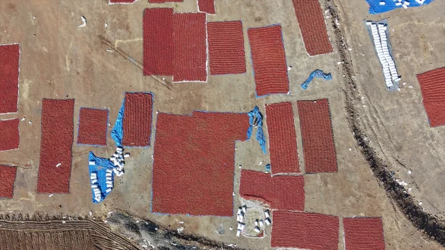 Kilis'te Pul Biber Yapımı Devam Ediyor: Renkli Tarlalar İlgi Çekiyor