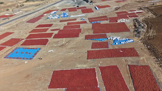 Kilis'te Pul Biber Yapımı Devam Ediyor: Renkli Tarlalar İlgi Çekiyor