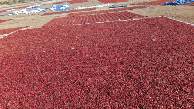 Kilis'te Pul Biber Yapımı Devam Ediyor: Renkli Tarlalar İlgi Çekiyor