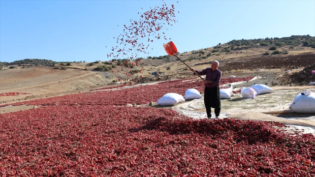 Kilis'te Pul Biber Yapımı Devam Ediyor: Renkli Tarlalar İlgi Çekiyor