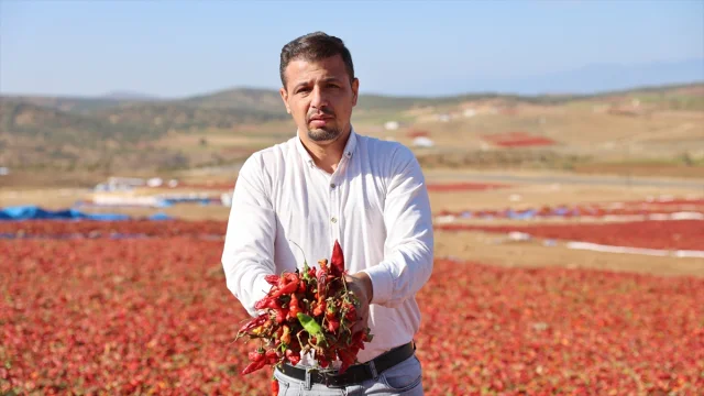 Kilis'te Pul Biber Yapımı Devam Ediyor: Renkli Tarlalar İlgi Çekiyor