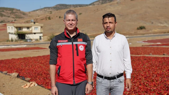 Kilis'te Pul Biber Yapımı Devam Ediyor: Renkli Tarlalar İlgi Çekiyor