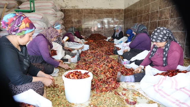 Kilis'te Pul Biber Yapımı Devam Ediyor: Renkli Tarlalar İlgi Çekiyor