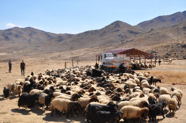 Kuraklığın Acısı: Bitlis'te Koyun Sürülerine Tankerle Su Yardımı