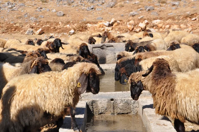 Kuraklığın Acısı: Bitlis'te Koyun Sürülerine Tankerle Su Yardımı
