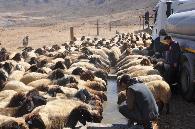 Kuraklığın Acısı: Bitlis'te Koyun Sürülerine Tankerle Su Yardımı