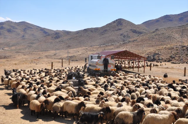 Kuraklığın Acısı: Bitlis'te Koyun Sürülerine Tankerle Su Yardımı