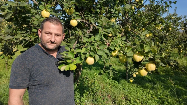 Kocaeli'nin Gizli Hazinesi: Eşme Ayvası Hasat Döneminde