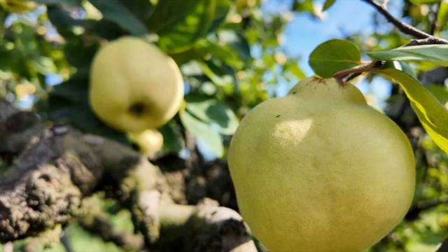 Kocaeli'nin Gizli Hazinesi: Eşme Ayvası Hasat Döneminde