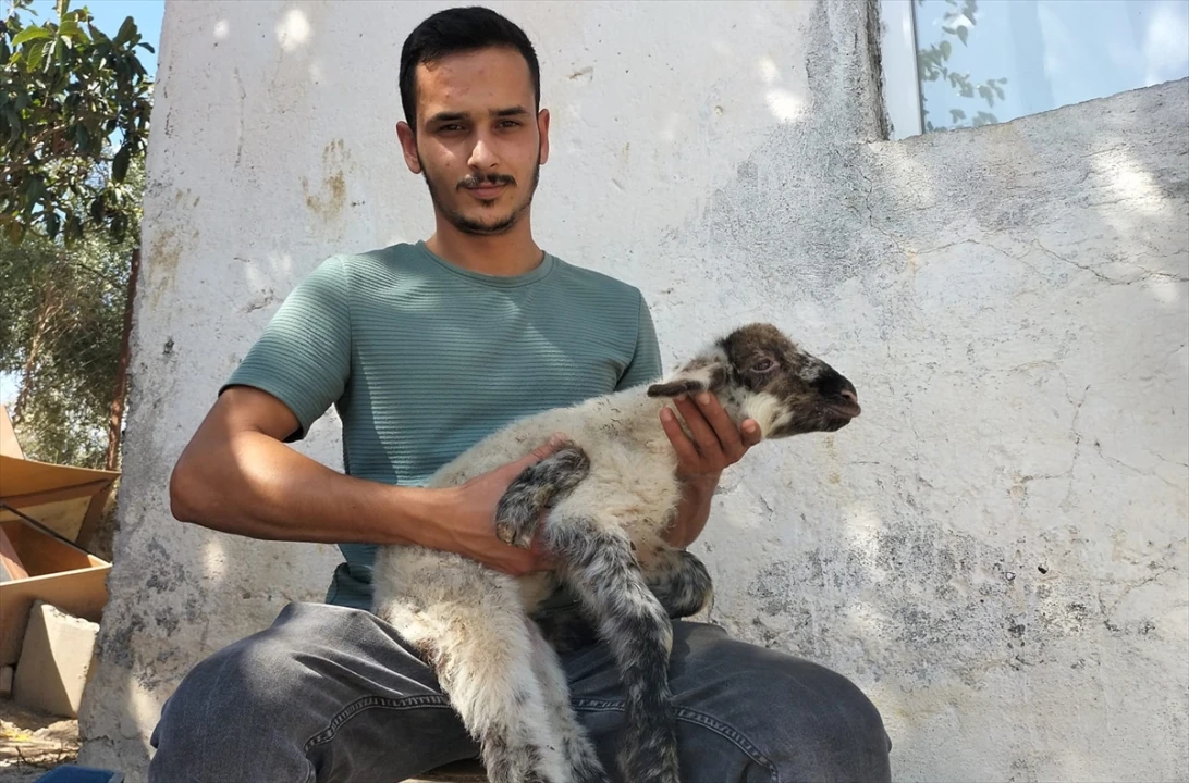 Antalya'nın Manavgat İlçesinde 5 Bacaklı Kuzu Şaşkınlık Yarattı