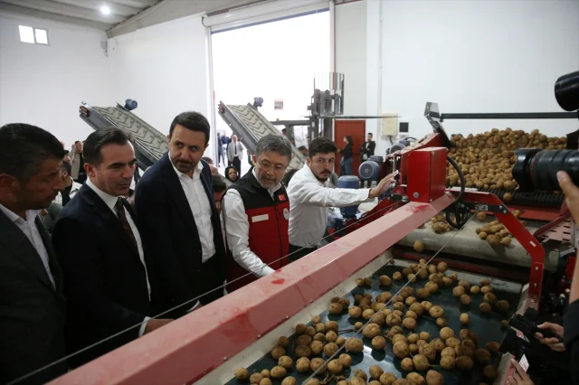 Tarım Sektöründe Heyecan: Bakan Yumaklı Kuru Fasulye Hasadında