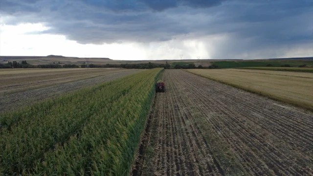 Kars'ta çiftçiler silajlık mısır hasadıyla rekor verim yakaladı