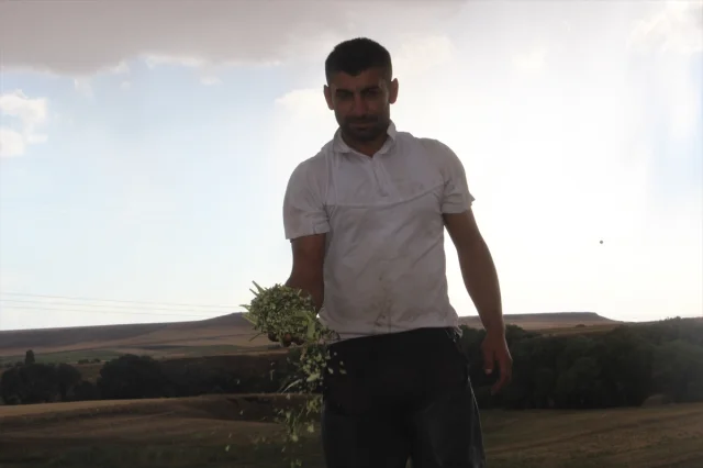 Kars'ta çiftçiler silajlık mısır hasadıyla rekor verim yakaladı