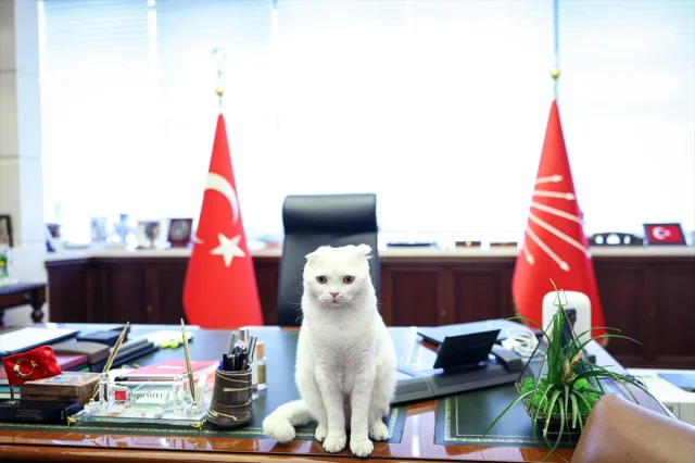 Özgür Özel'den Hayvanları Koruma İçin Anlamlı Mesaj