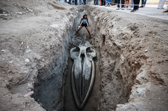 Gizemli Fin Balinası Topraktan Çıkıyor: Mersin'de Büyük Bili...