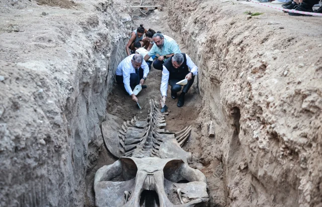 Gizemli Fin Balinası Topraktan Çıkıyor: Mersin'de Büyük Bilimsel Çalışma