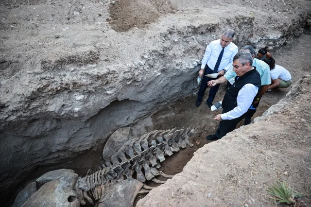 Gizemli Fin Balinası Topraktan Çıkıyor: Mersin'de Büyük Bilimsel Çalışma