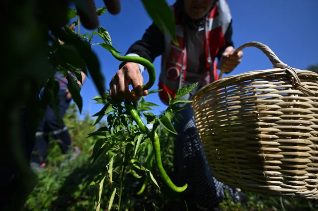 Düzce'nin Atıl Arazileri Kadın ve Gençlerle Hayat Buluyor
