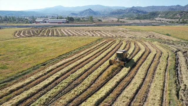 Osmancık'ta Çeltik Hasadı Başladı: Pirinçle Dolup Taşan Tarl...