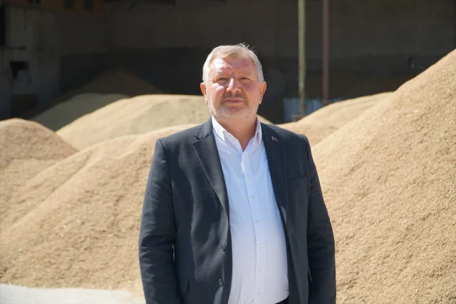 Osmancık'ta Çeltik Hasadı Başladı: Pirinçle Dolup Taşan Tarlalar