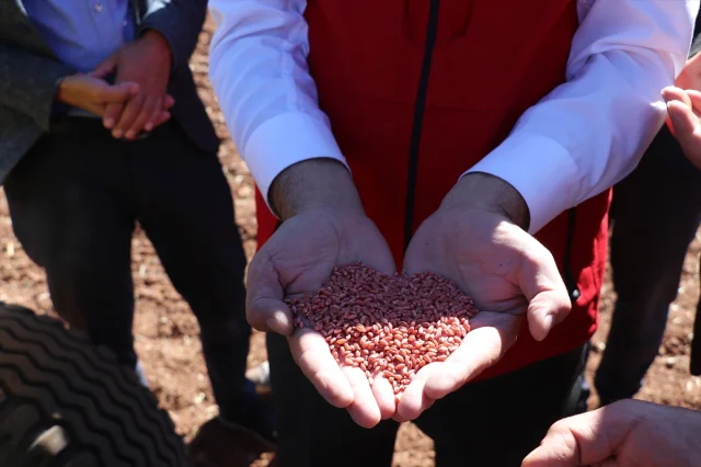 Sivas'ta Yerli Buğday ve Arpa Tarımında Büyük Adım