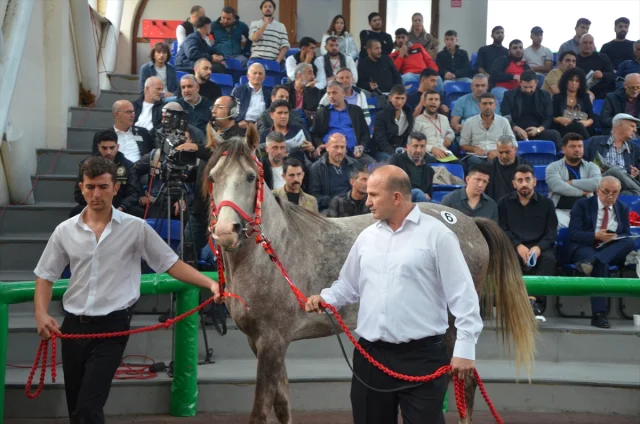Veliefendi'de Arap Tayı Rekoru Herkesi Şaşırttı