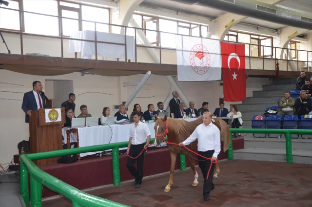 Veliefendi'de Arap Tayı Rekoru Herkesi Şaşırttı