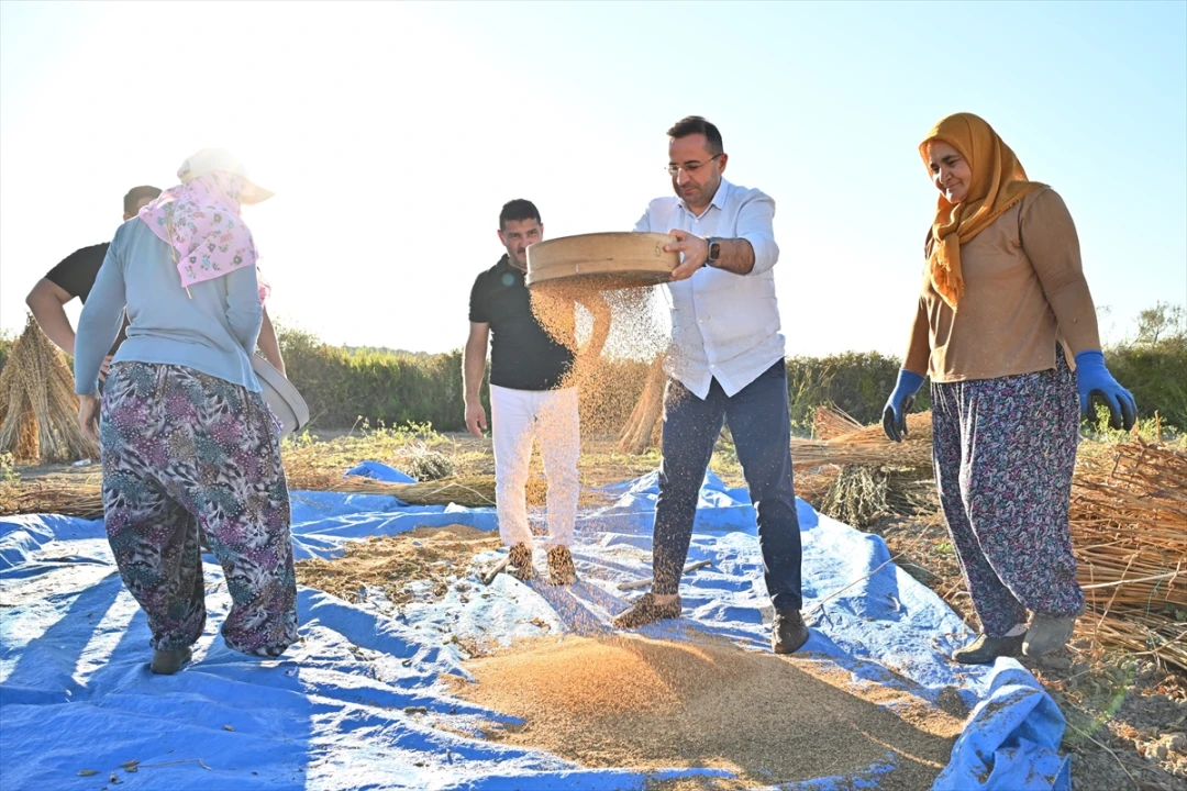 Manavgat susamında hasat dönemi başladı: Geleneğin ve doğallığın buluşması