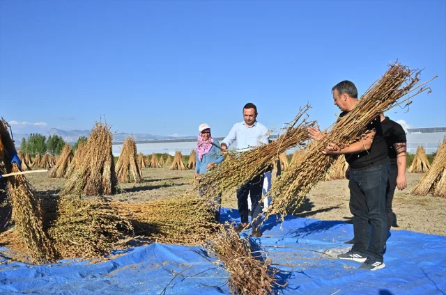Manavgat susamında hasat dönemi başladı: Geleneğin ve doğallığın buluşması