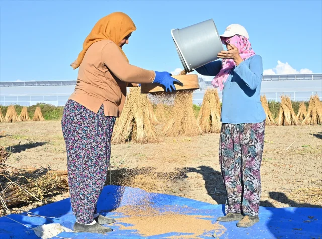Manavgat susamında hasat dönemi başladı: Geleneğin ve doğallığın buluşması