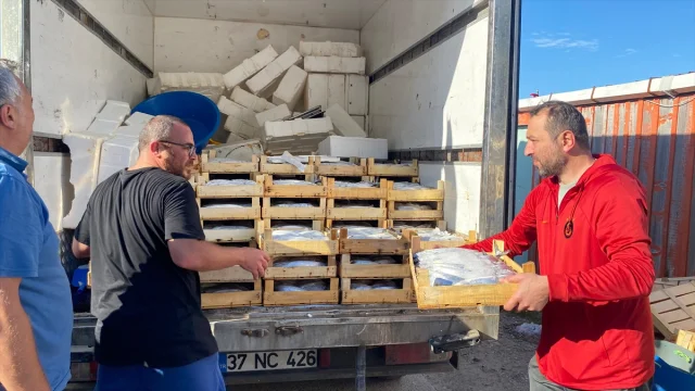Sinop'ta Balıkçı Erol Büyükbaş'ın İnanılmaz Palamut Avı