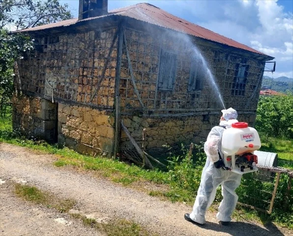 Giresun'da kahverengi kokarcayla kapsamlı mücadele başladı