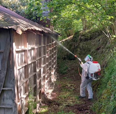 Giresun'da kahverengi kokarcayla kapsamlı mücadele başladı