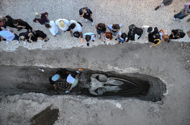 Gizemli Fin Balinası Topraktan Çıkıyor: Mersin'de Büyük Bilimsel Çalışma