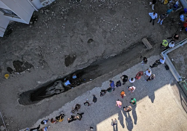 Gizemli Fin Balinası Topraktan Çıkıyor: Mersin'de Büyük Bilimsel Çalışma