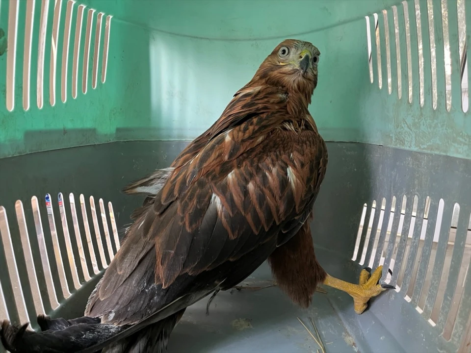 Erzurum'da Kızıl Şahinlerin Doğaya Zaferle Dönüşü