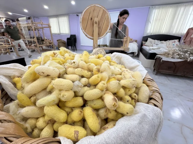 Hatay Sarısı İpeği: Depremden Doğan Bir Başarı Hikayesi