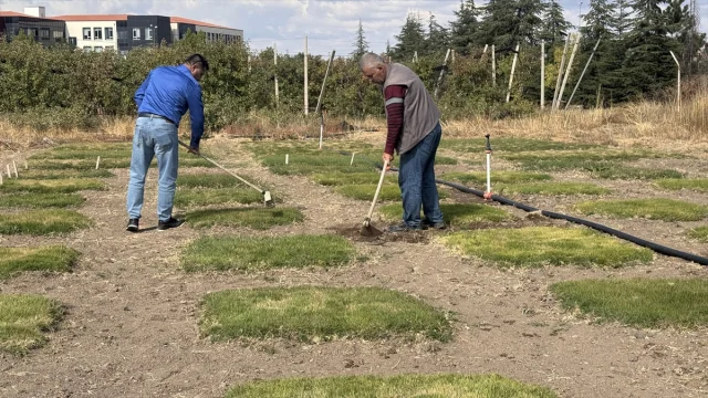 Türkiye'nin İklim Değişikliğine Dirençli Çim İhraç Projesi