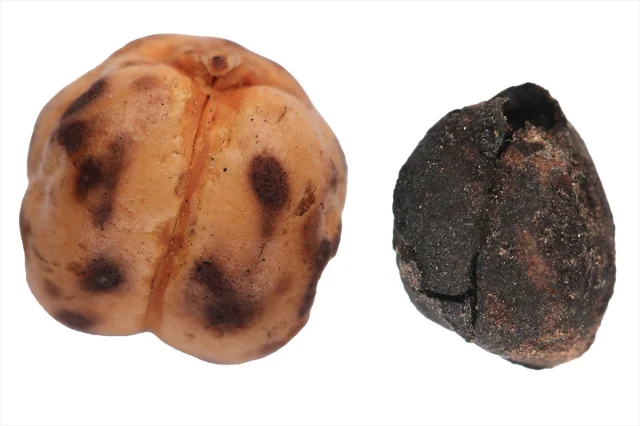 Tavşanlı'da 4 Bin Yıllık Nohut ve Çatalhöyük'te 8 Bin 600 Yıllık Ekmek Kalıntıları Ortaya Çıktı