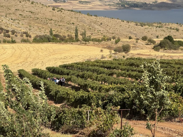 Elazığ'ın geleneksel lezzeti "orcik" üretimi merak uyandırıyor