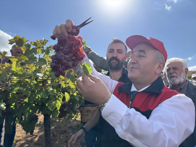 Elazığ'ın geleneksel lezzeti "orcik" üretimi merak uyandırıyor