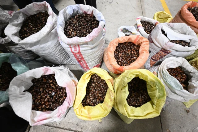 Düzce'de Kestane Mezatı Kapılarını Açtı