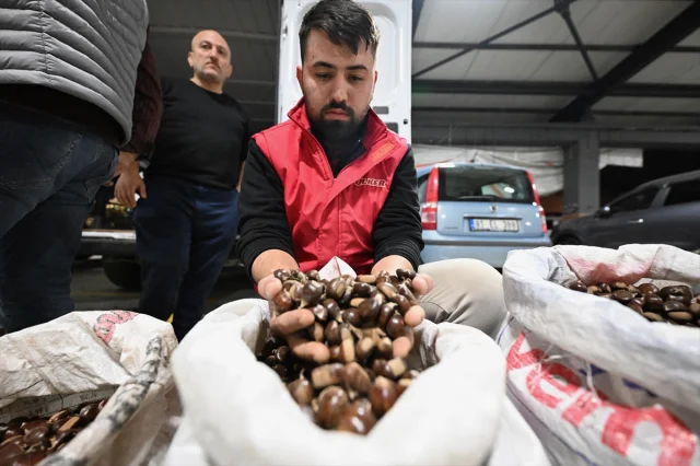 Düzce'de Kestane Mezatı Kapılarını Açtı