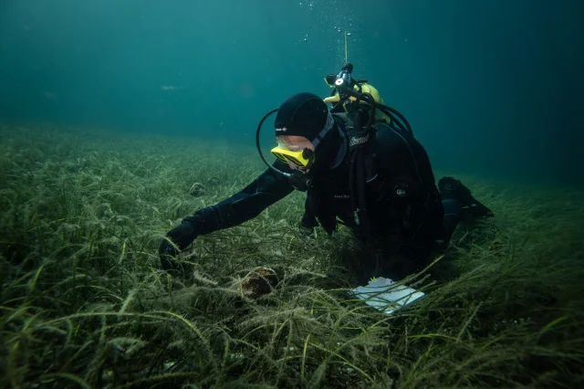 Marmara'nın Gizli Kahramanları Bebek Pineler Hızla Çoğalıyor